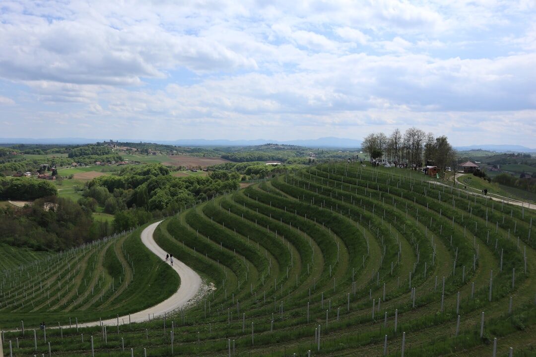 Rolling vineyard hills in Istria Croatia under a clear sky